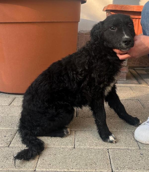 Antea Bellissima Cucciola